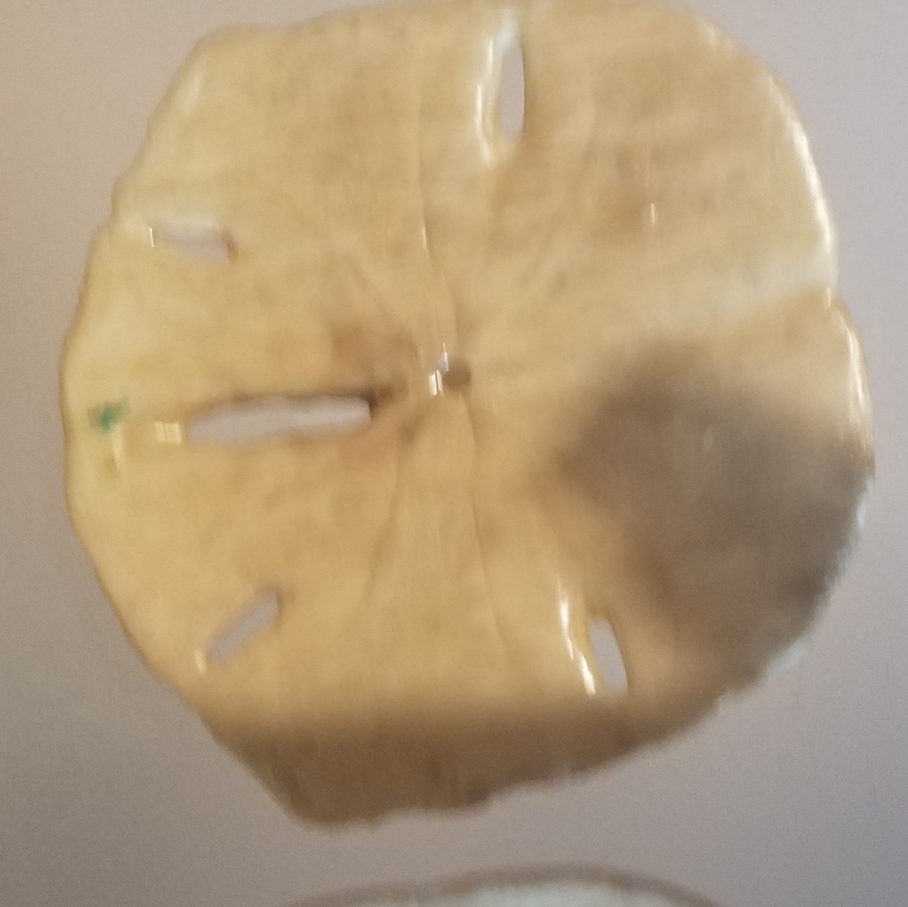 3 Sand Dollars - Picture 5 of 7